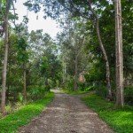 kebun durian watu simbar semarang