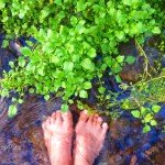 mata air cimincul subang