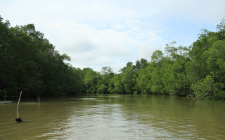 wisata mangrove