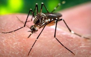 virus zika indonesia