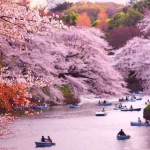 bunga-sakura-2