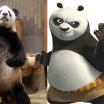 real life kung fu panda