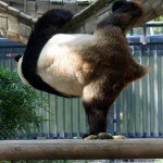 real-life-kung-fu-panda-3