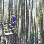 tempat-wisata-di-jogja-hutan-pinus-imogiri
