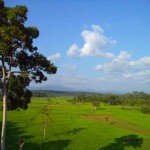 wisata-aceh-hamparan-sawah
