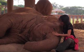 gajah-tidur