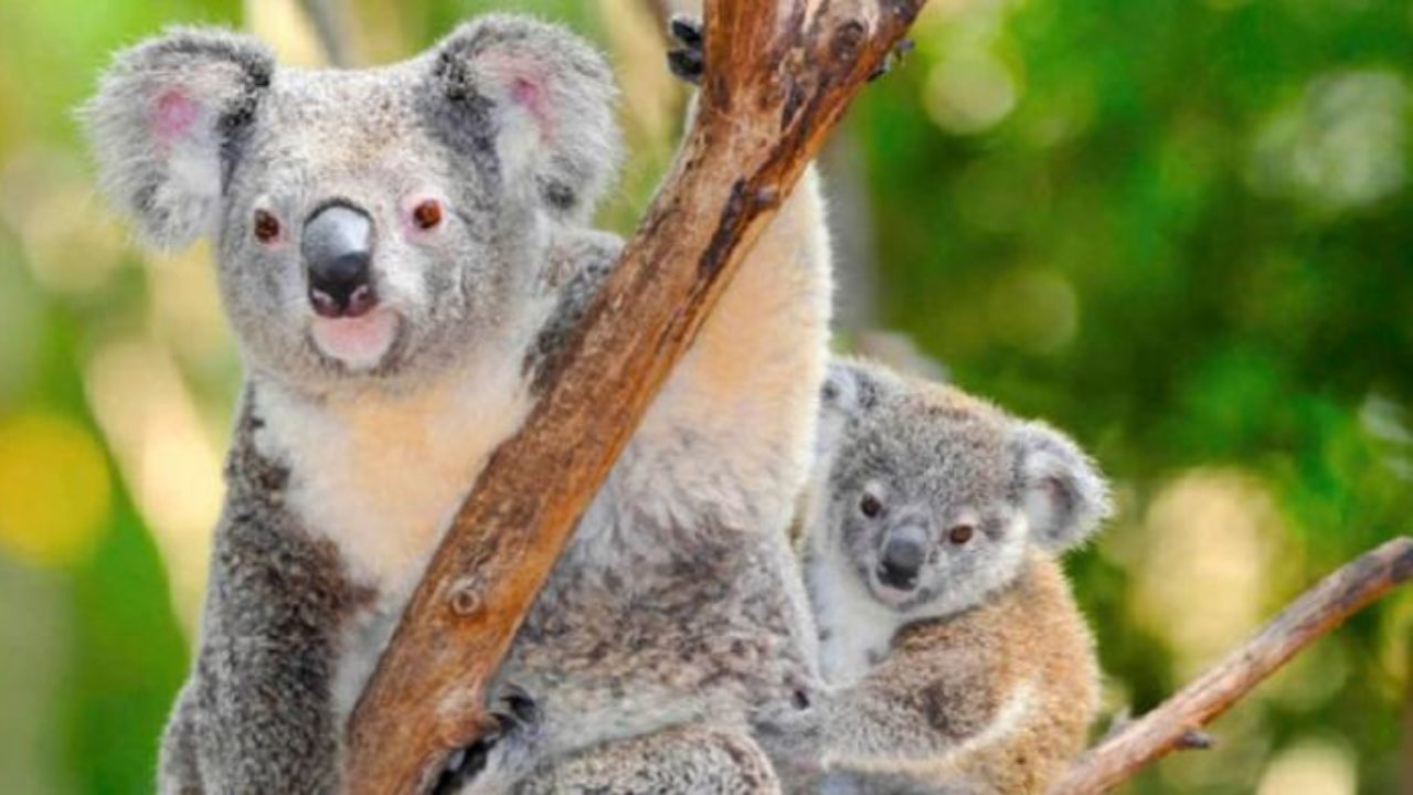 Taman Safari Prigen Kedatangan Penghuni Baru Dari Australia