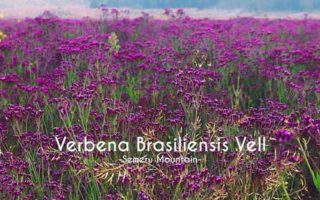 verbena semeru