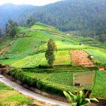 perbatasan-jawa-tengah-jawa-timur-1