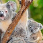 taman-safari-prigen koala