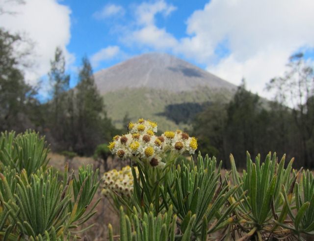15 fakta bunga  edelweis  yang jarang diketahui oleh para 