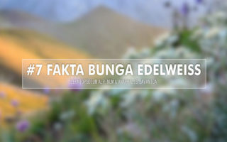 fakta bunga edelweiss