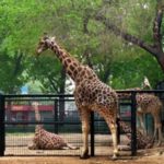 China-Beijing-zoo-giraffe1-300×300
