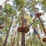 flying fox treetop