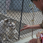 kebun binatang korea utara