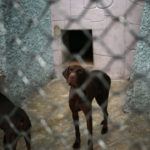 kebun binatang korea utara