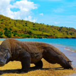 wisata-NTT-Komodo