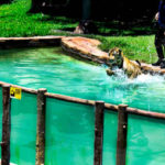 bali safari & marine park
