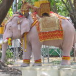 gajah-putih