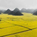 canola-flower-fields-china-1