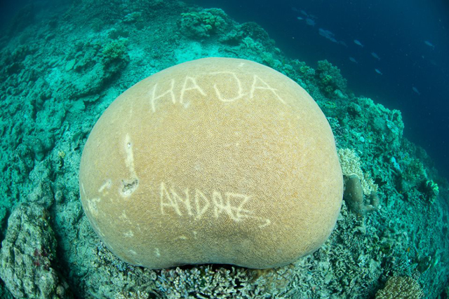 Inilah Wujud Koral di Raja Ampat yang Tercemar Akibat Vandalisme