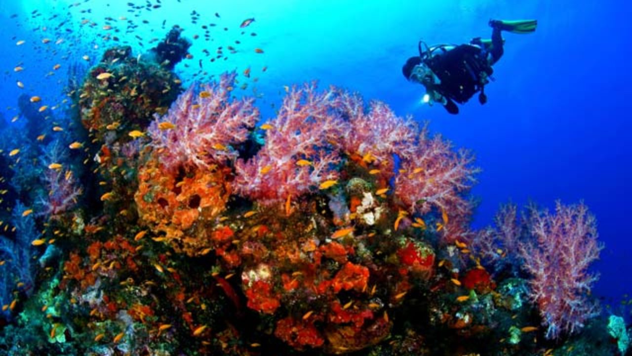 Spot Snorkeling Keren Di Jawa Yang Wajib Kamu Coba