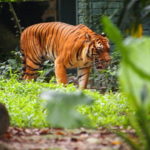 foto-dari-sini-konflik-manusia-dan-harimau-sumatera-terus-tumbuh