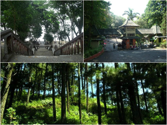 7 Hutan Pinus Terbaik Di Jawa Tengah Untuk Hammocking