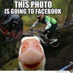self-photography-goose_o_1730967