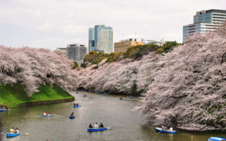 hanami sakura jepang