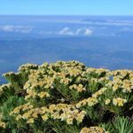 spot melihat edelweiss