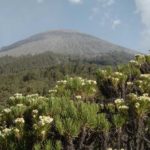 spot melihat edelweiss