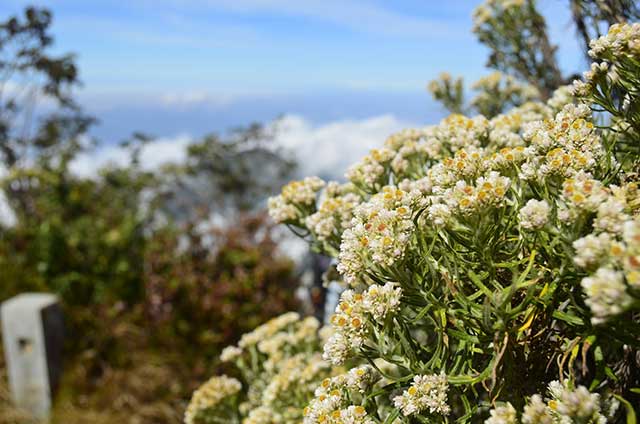 Bunga edelweiss di Gunung Lawu | Sumber: Phinemo