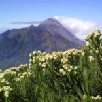 spot melihat edelweiss