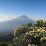 spot melihat edelweiss