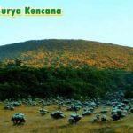 spot melihat edelweiss