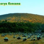 spot melihat edelweiss