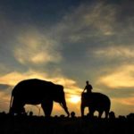 taman nasional way kambas siap buka safari malam