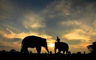 taman nasional way kambas siap buka safari malam