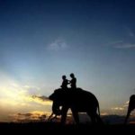 taman nasional way kambas siap buka safari malam