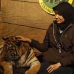 taman nasional way kambas siap buka safari malam