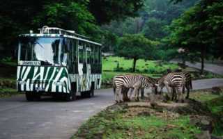 Taman Safari Prigen