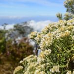 spot melihat edelweiss