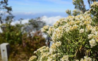 Hukuman Buat Pendaki Nakal Pemetik Edelweiss Memang Perlu, tapi Edukasi Lebih Penting spot melihat edelweiss