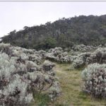 spot melihat edelweiss