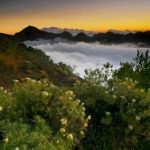 spot melihat edelweiss