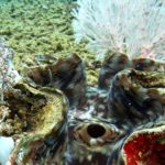 pulau labengki miniatur raja ampat