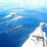 pulau labengki miniatur raja ampat