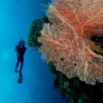 wakatobi-sea-diver