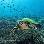 diving di komodo